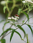 Click to see Y-DP-85mm-1283-EDT.JPG