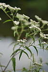 Click to see Y-DP-85mm-1283.JPG