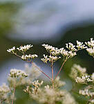 Click to see Y-DP-85mm-1299-EDT.JPG