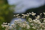 Click to see Y-DP-85mm-1299.JPG