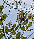 Click to see Y-DP-85mm-1321-EDT.JPG
