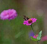 Click to see Y-DP-85mm-1323-EDT.JPG