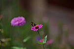 Click to see Y-DP-85mm-1323.JPG