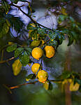 Click to see Y-DP-85mm-1398-EDT.JPG