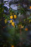 Click to see Y-DP-85mm-1398.JPG