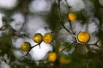 Click to see Y-DP-85mm-1413.JPG