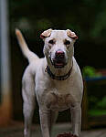 Click to see Y-DP-85mm-1425-EDT.JPG