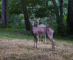 Click to see Y-DP-85mm-1442-EDT2.JPG
