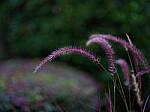Click to see Y-DP-85mm-1446-EDT.JPG