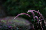 Click to see Y-DP-85mm-1446.JPG