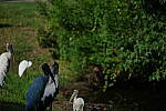 Click to see Y-DP-P1011070.JPG