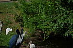 Click to see Y-DP-P1011071.JPG