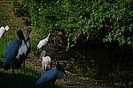 Click to see Y-DP-P1011072.JPG
