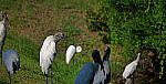 Click to see Y-DP-P1011073-edt.jpg