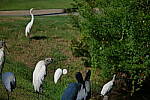 Click to see Y-DP-P1011073.JPG
