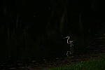 Click to see Y-DP-P1011074.JPG