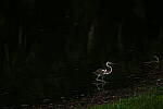 Click to see Y-DP-P1011076.JPG