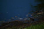 Click to see Y-DP-P1011078.JPG