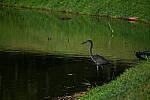 Click to see Y-DP-P1011079.JPG