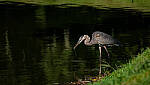 Click to see Y-DP-P1011086-edt.jpg