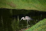 Click to see Y-DP-P1011086.JPG