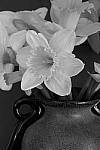 Click to see YP1010562-CrtvCtrl-Mono.JPG