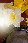 Click to see YP1010577-CrtvCtrl-Sunshine.JPG