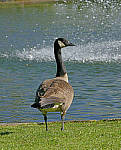 Click to see YZ-0846-EDIT.JPG