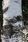 Click to see Y_1010188.JPG