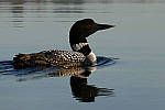 Click to see Y_1010307-CROP.JPG