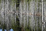 Click to see Y_1010321.JPG