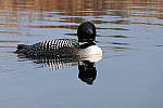 Click to see Y_1010348-CROP.JPG