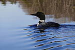 Click to see Y_1010477.JPG