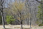 Click to see Y_1010523-100mm-f5.2.JPG