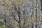 Click to see Y_1010524-250mm-f5.9.JPG