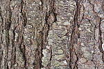 Click to see Y_1010532-ISO-6400.JPG