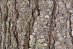 Click to see Y_1010534-ISO-1600.JPG