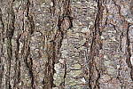 Click to see Y_1010535-ISO-800.JPG
