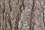 Click to see Y_1010536-ISO-400.JPG