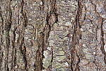 Click to see Y_1010537-ISO-200.JPG