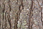 Click to see Y_1010538-ISO-125.JPG