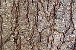 Click to see Y_1010540-250mm-IS-ON.JPG