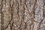 Click to see Y_1010542-250mm-IS-OFF.JPG