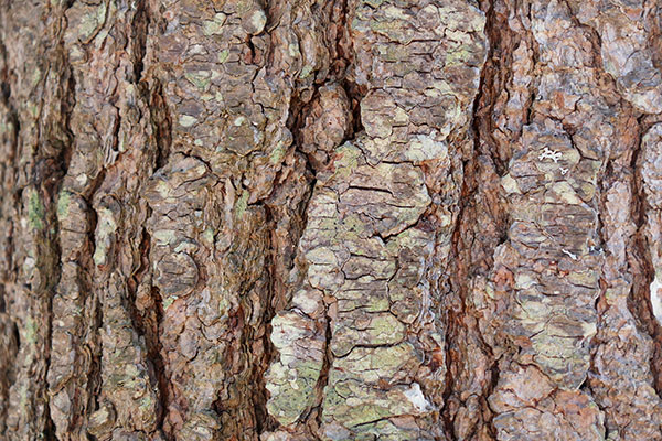 Panasonic ZS100 Review: Field Test -- Noise Test Image