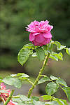 Click to see YB-00310-EDT.JPG