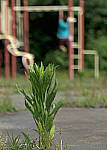 Click to see YC-0115-EDT.JPG
