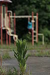 Click to see YC-0115.JPG