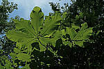 Click to see YC-0122-EDT.JPG