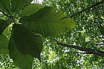 Click to see YC-0151.JPG