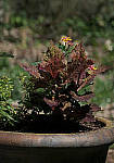 Click to see YC-0170-EDT.JPG